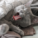 Image for article titled Horny cat needs glucose drip after sordid, prolific evening of cat sex